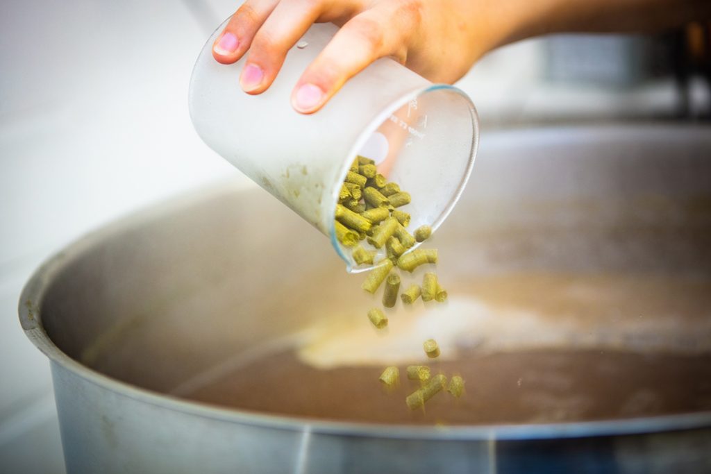 Für das Jubiläums-Bier benutzt die Campusbrauerei Hopfen mit Citrus-Noten. Foto: Universität Bielefeld / Mike-Dennis Müller