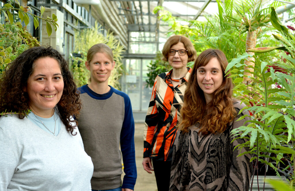 Die Gastforscherinnen und ihre Gastgeberin (v.li.): Dr. Julieta Mateos aus Argentinien, Dr. Marlene Reichel aus Österreich, Prof’in Dr. Dorothee Staiger von der Universität Bielefeld und Dr. Yamila Agrofolio aus Argentinien. Bild der Personen im Gewächshaus