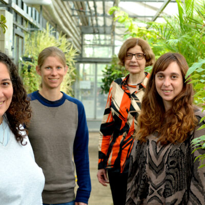 Die Gastforscherinnen und ihre Gastgeberin (v.li.): Dr. Julieta Mateos aus Argentinien, Dr. Marlene Reichel aus Österreich, Prof’in Dr. Dorothee Staiger von der Universität Bielefeld und Dr. Yamila Agrofolio aus Argentinien. Bild der Personen im Gewächshaus