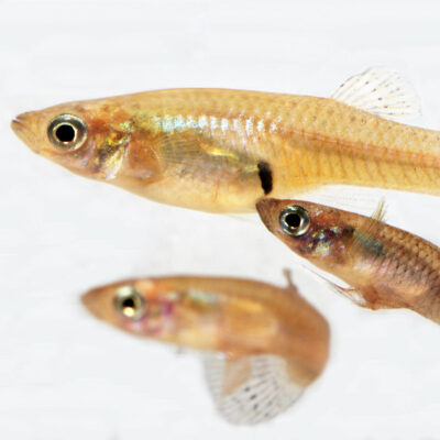 A male mosquitofish (Gambusia holbrooki) attempting to mate with a female.